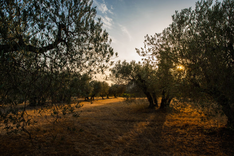 oliveraie-baux-de-provence-2