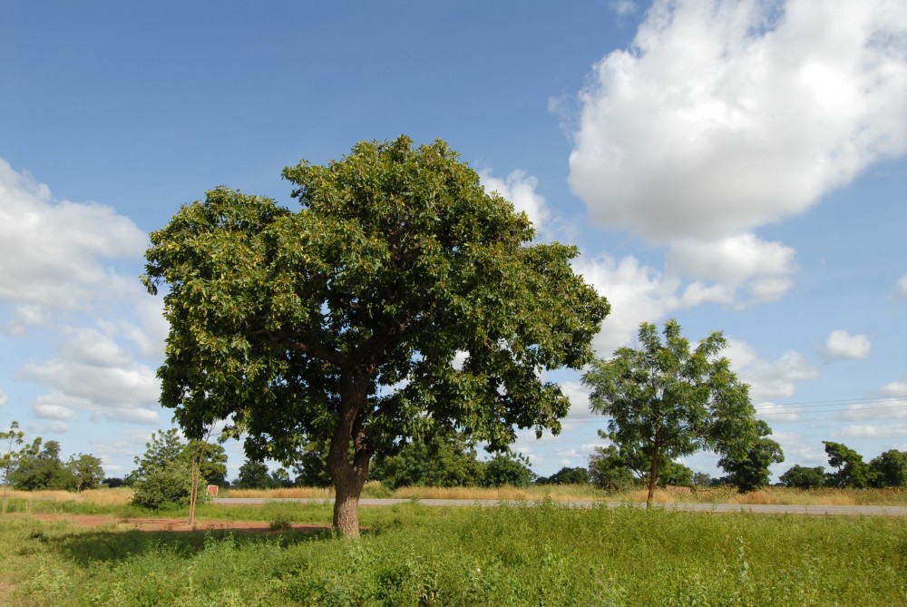 Filière équitable karité BIO PLANETE-1000x669